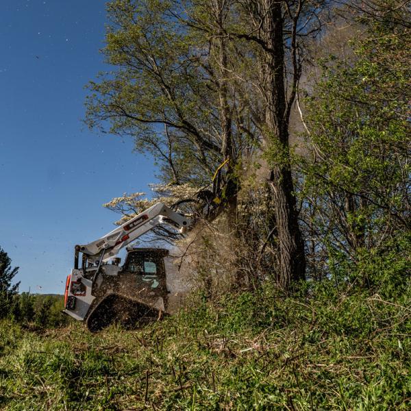Bobcat