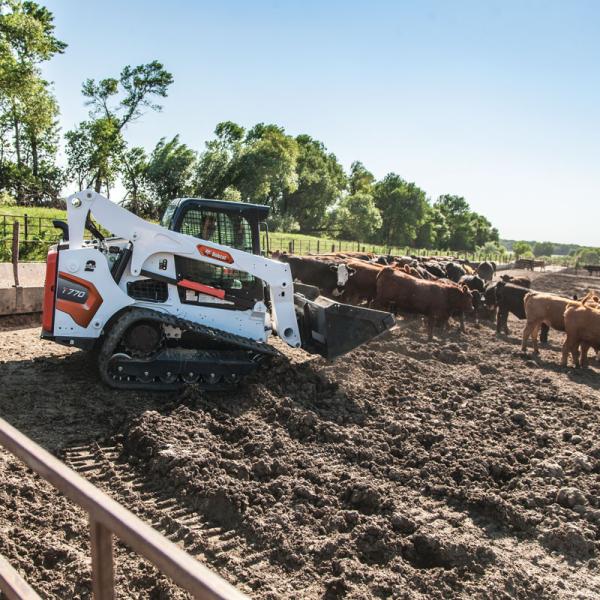 Bobcat