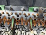 John Deere RD45F